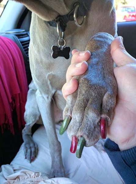 Dog weimaraner Christmas painted nails