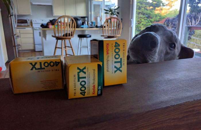 Dog Kodak 400TX film boxes