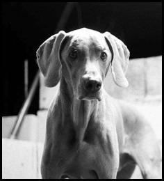 Film photography weimaraner dog