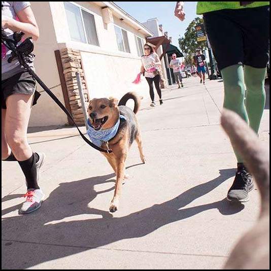 thumbnail 2018 BLAH Cape Run running dog