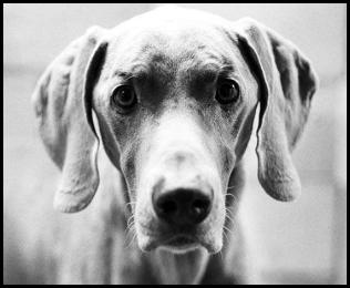 Film photography weimaraner dog