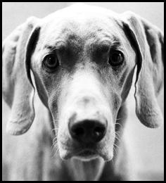 Film photography weimaraner dog