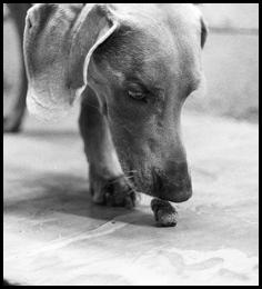 Film photography weimaraner dog