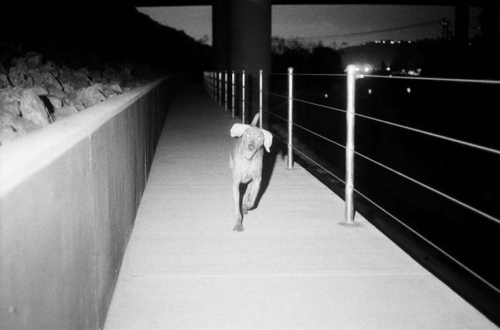 Film photography dog weimaraner overpass