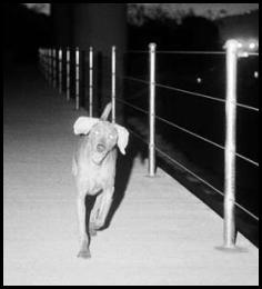 Film photography dog weimaraner overpass