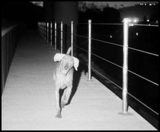 Film photography dog weimaraner overpass