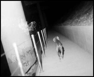 Film photography dog weimaraner overpass