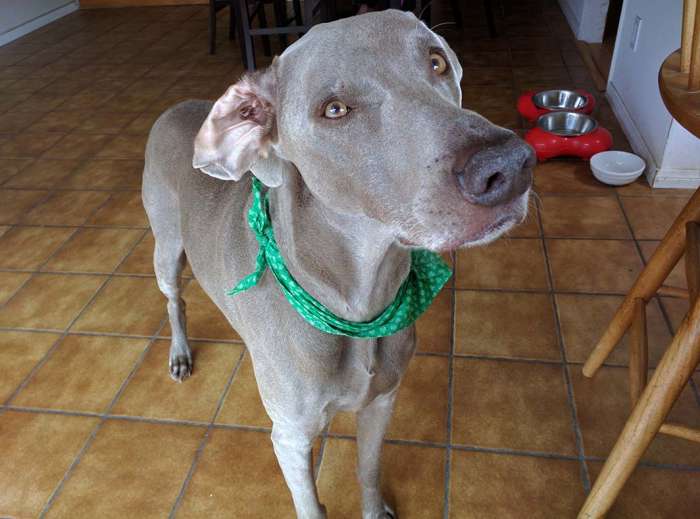 Dog weimaraner St Patricks Day bandana clover