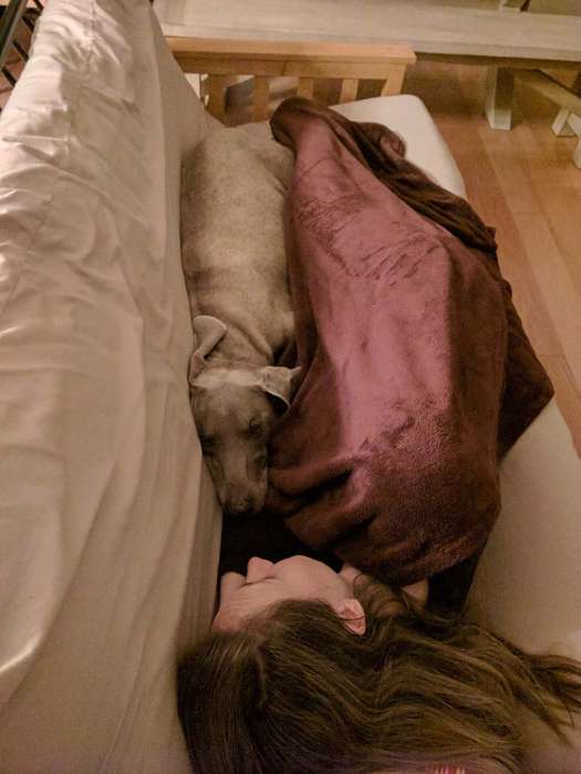 Cuddling dog weimaraner girl couch cozy
