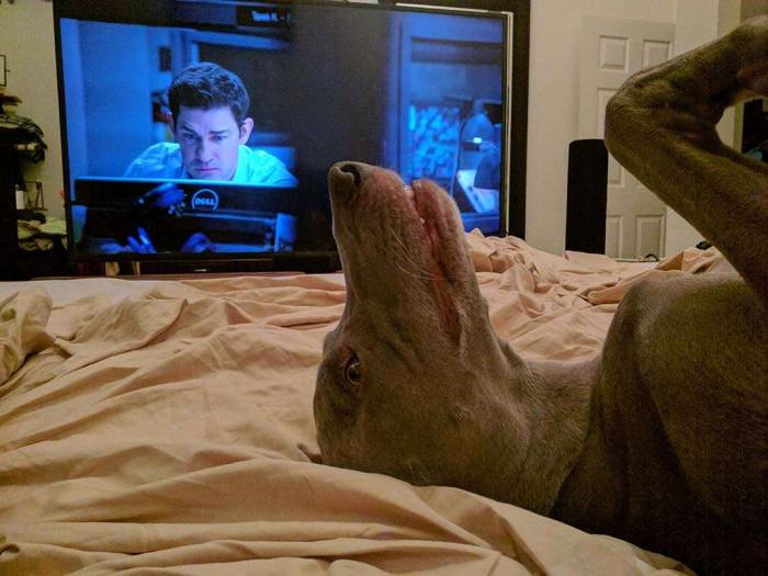 Dog weimaraner inverted watching Jack Ryan
