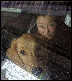 Golden retriever puppy rainy rear window