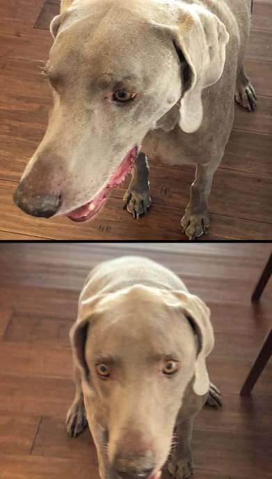 Weimaraner looking around cat polyptych