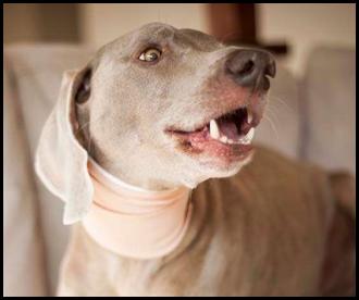 Dog weimaraner ear surgery bandage arooo