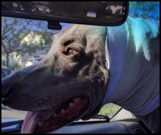 Dog weimaraner ear surgery bandage truck