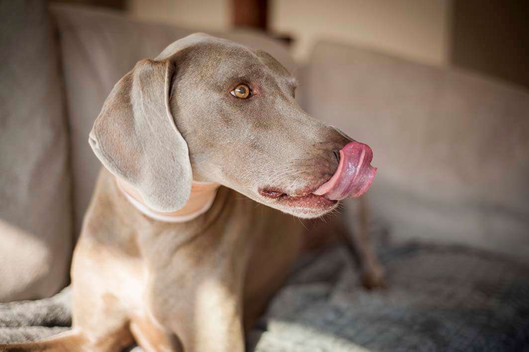 Dog weimaraner ear surgery bandage lick