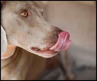 Dog weimaraner ear surgery bandage lick