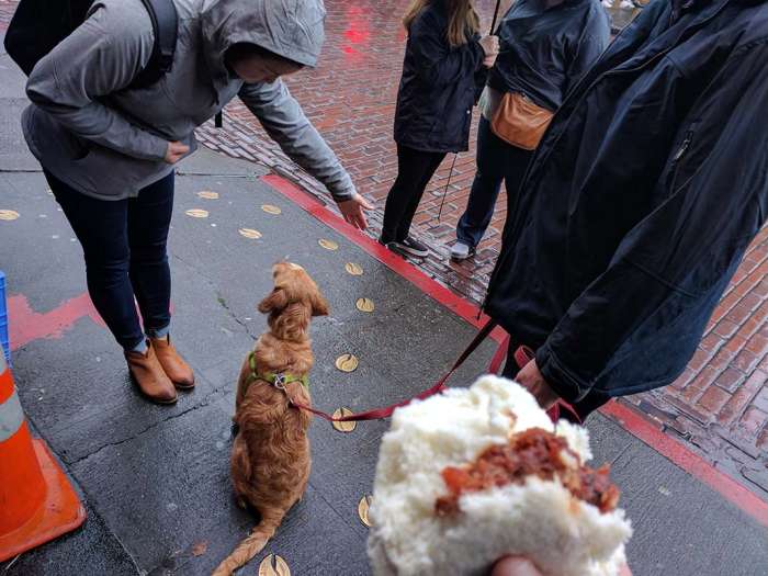 Golden retriever puppy Seattle rain sidewalk pork bun