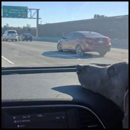 thumbnail Weimaraner on the dashboard Los Angeles