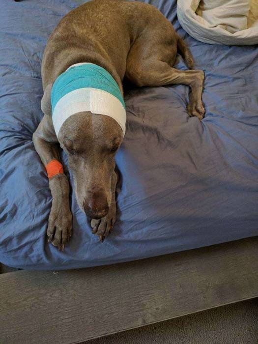 Dog weimaraner surgery bandages ear