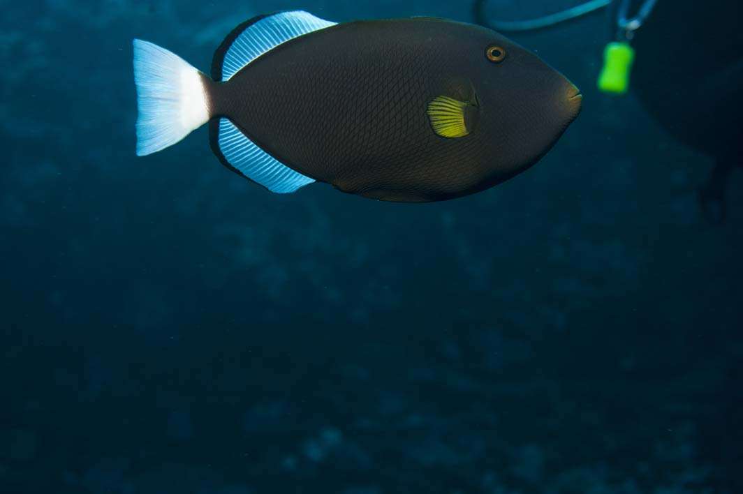 Hawaii Maui scuba dive fish triggerfish