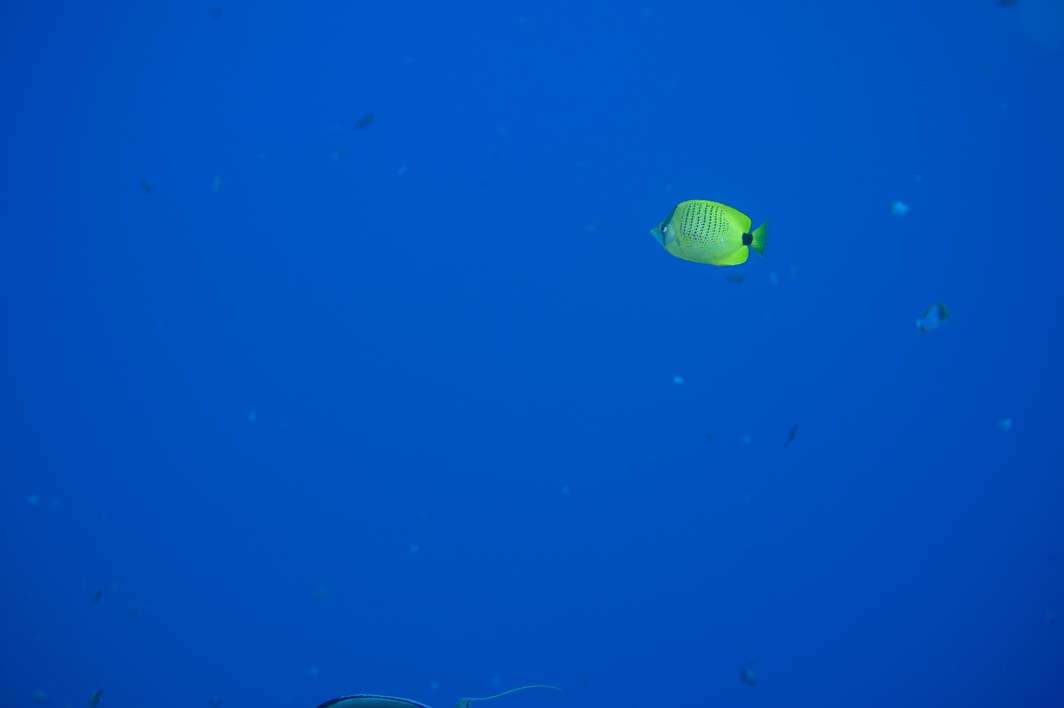 Hawaii Maui scuba dive fish