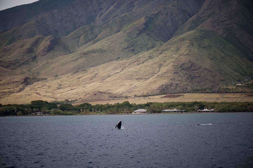 Hawaii Maui humpback whale calf breeching offshore