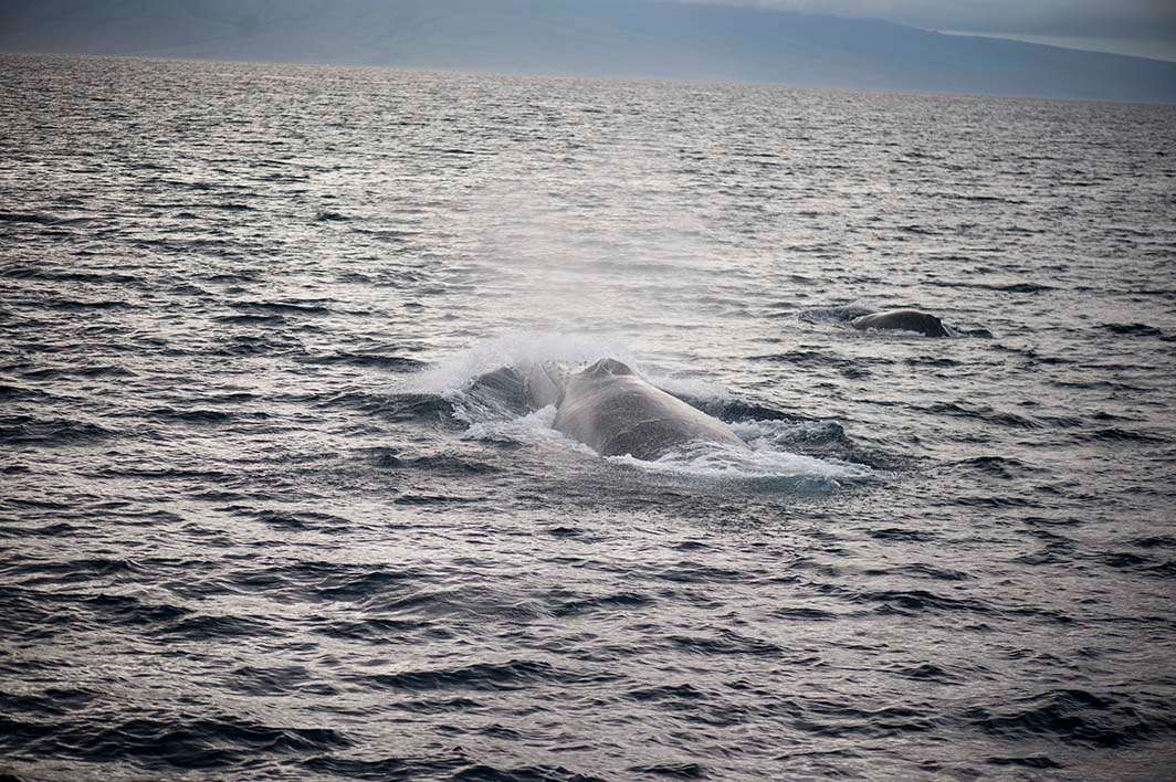 Hawaii Maui humpback whale blowhole spout