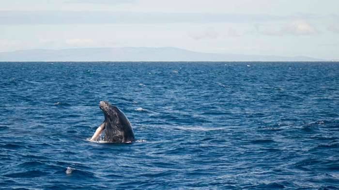 Hawaii Maui humpback whale