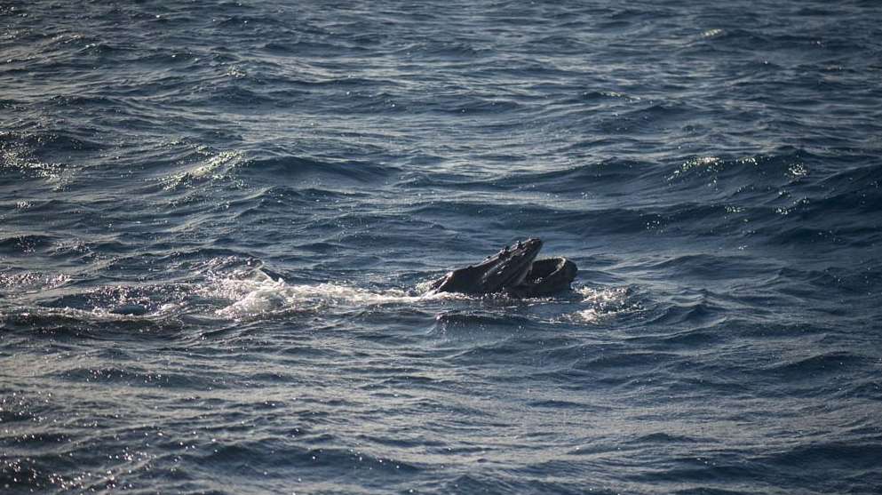 Hawaii Maui humpback whale calf mouth open