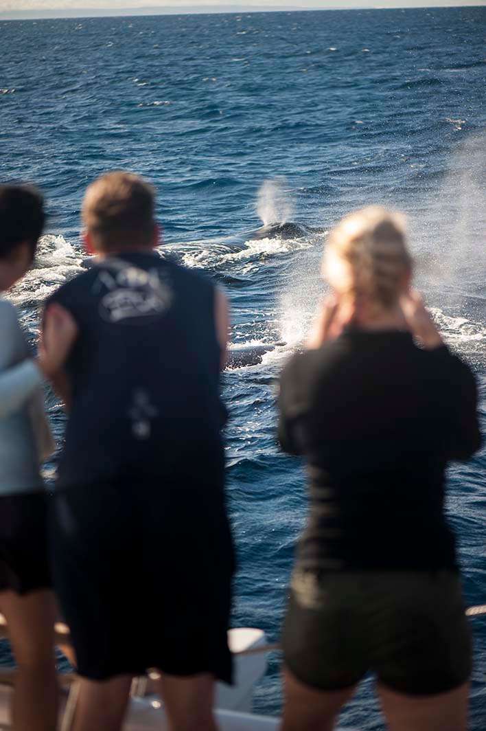 Hawaii Maui humpback whale whalewatching spout