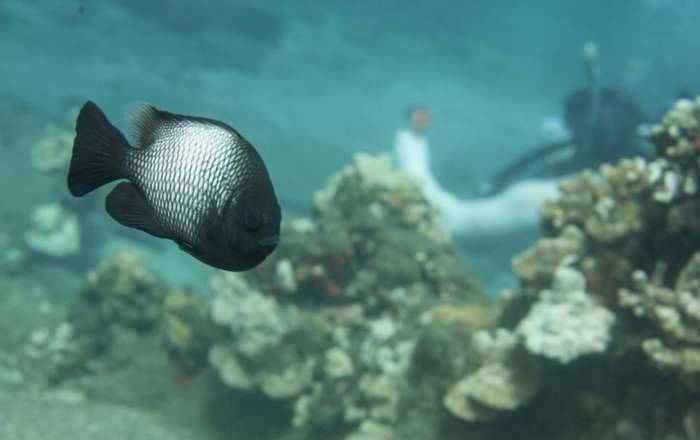 Hawaii scuba dive underwater photography Mala Pier fish