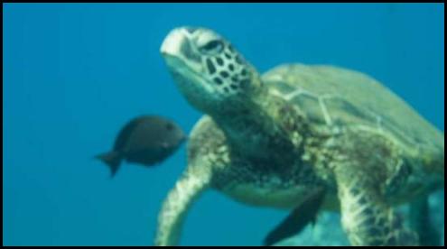 Hawaii Maui scuba dive out of focus turtle