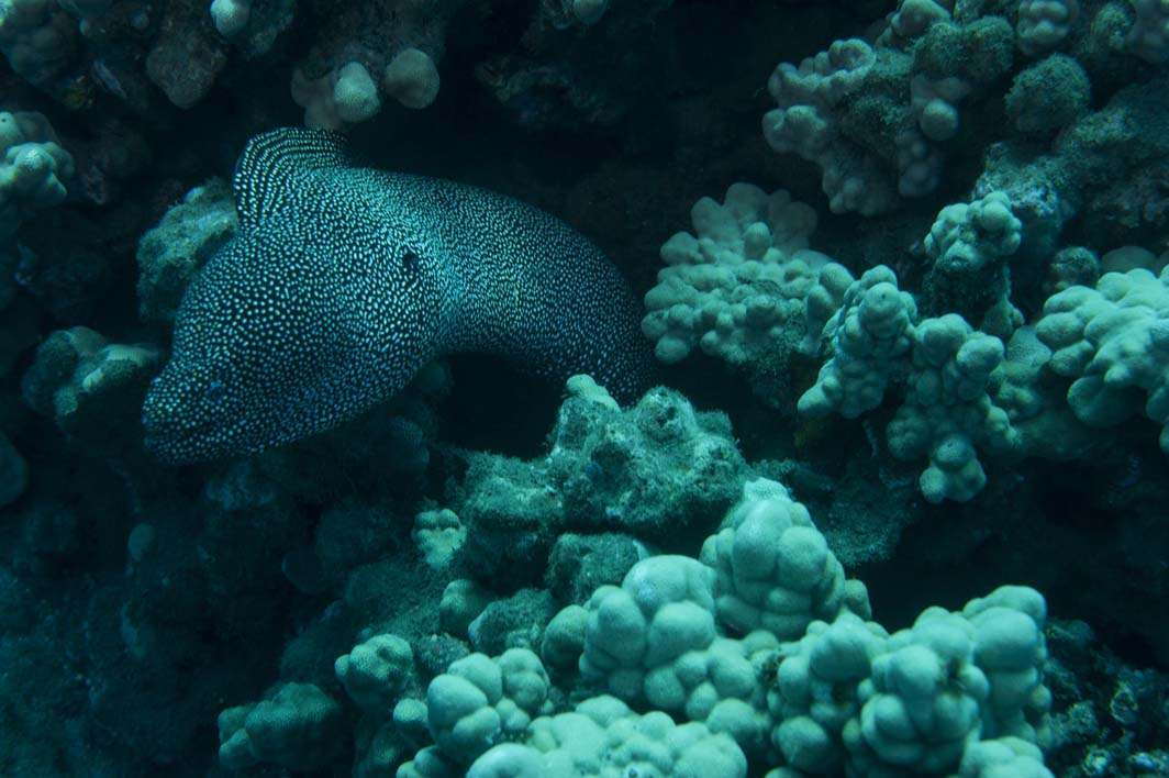 Hawaii Maui scuba dive coral reef eel