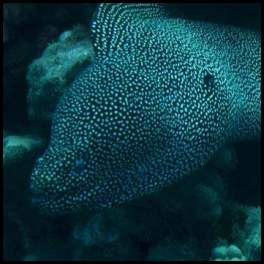 thumbnail Hawaii Maui scuba dive coral reef eel