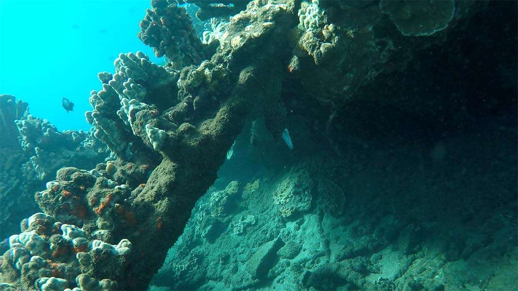 Hawaii Maui scuba dive reef eel mouth open