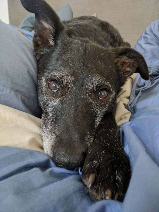 Mixed breed dog cute nose