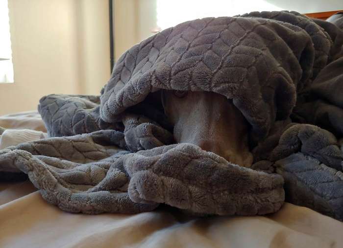Weimaraner dog blankets hiding cozy blanketdog