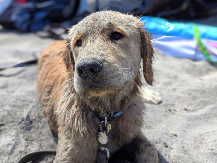 Dog golden puppy beach sand covered