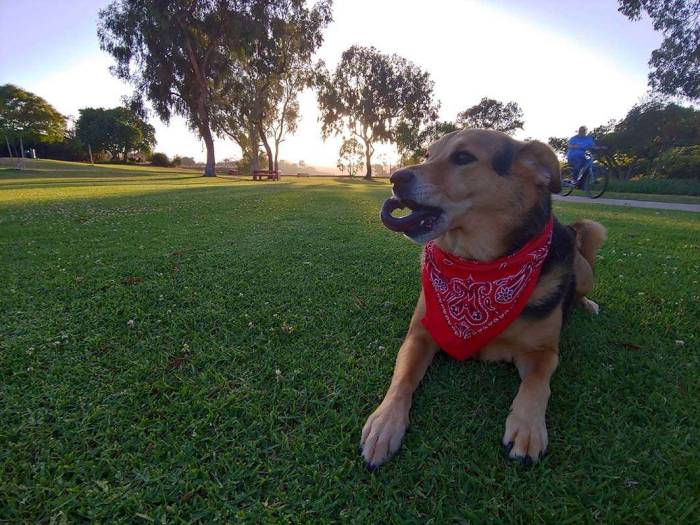 Dog chau mixed breed bandana blue tongue lick park