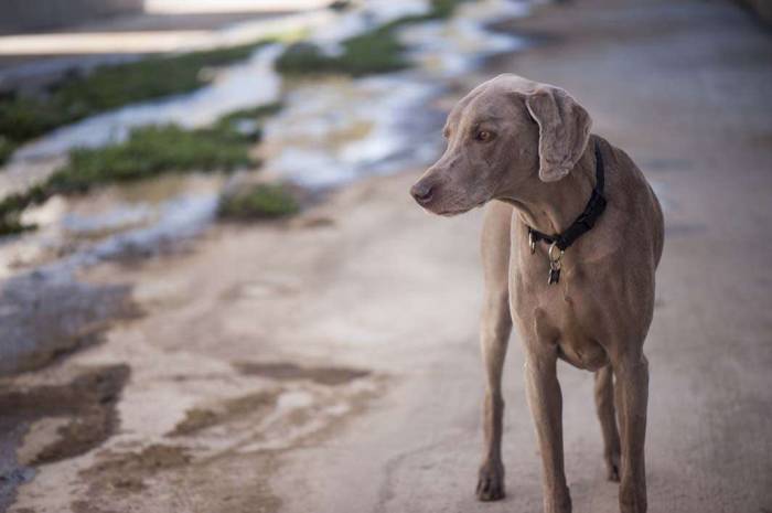 Dog weimaraner hike aqueduct looking at stuff