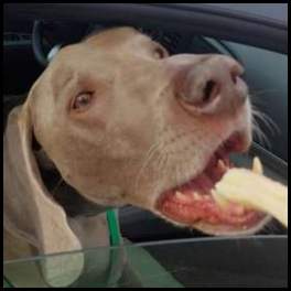 thumbnail Dog weimaraner eating breadstick Marys pizza shack
