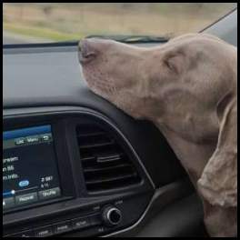 thumbnail Interstate 5 dog weimaraner Primal Scream on the juke