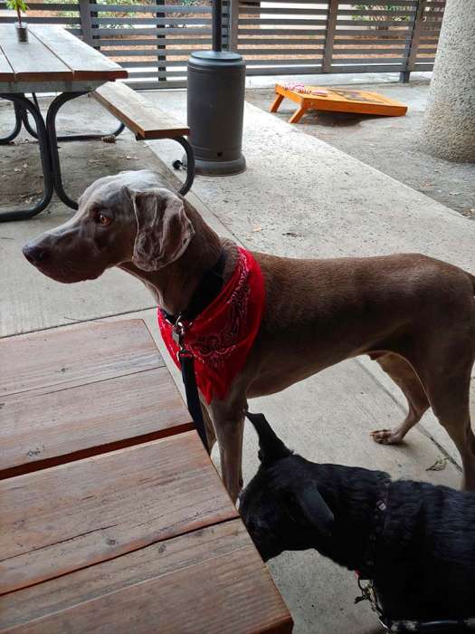 Dogs weimaraner brewery cornhole table bandana