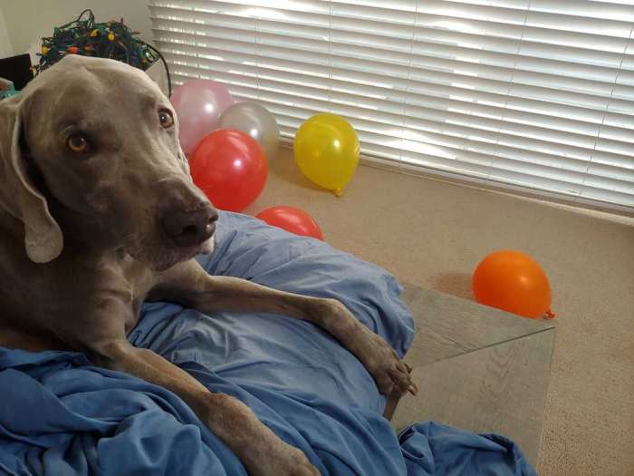 Dog weimaraner birthday balloons