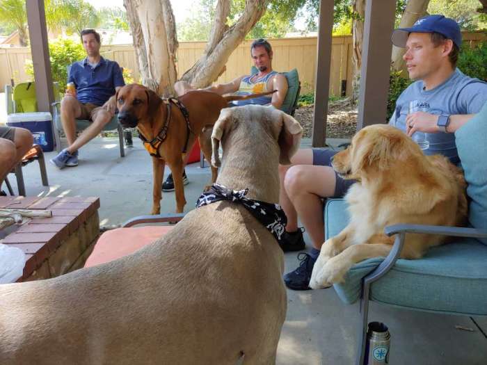 Beer exploration yard dogs Rhodesian Ridgeback Weimaraner Golden