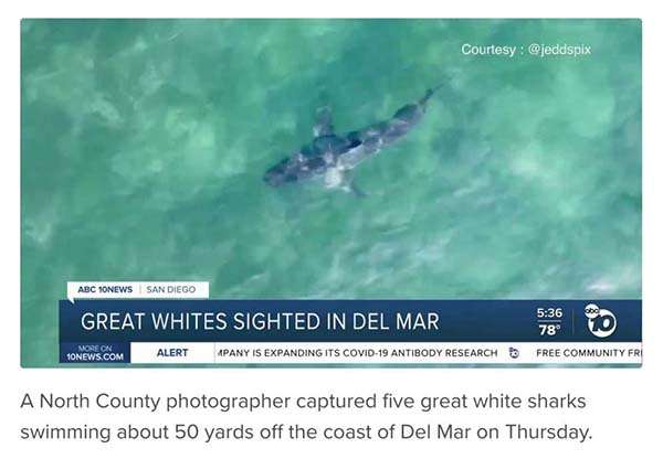 News Great White sighting Del Mar California