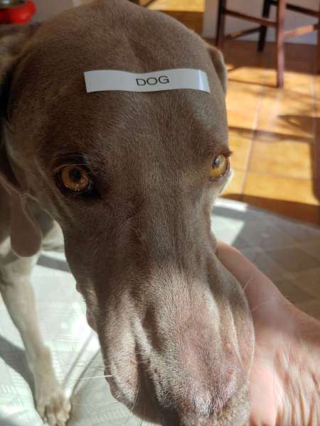Dog weimaraner label maker labeling indignant