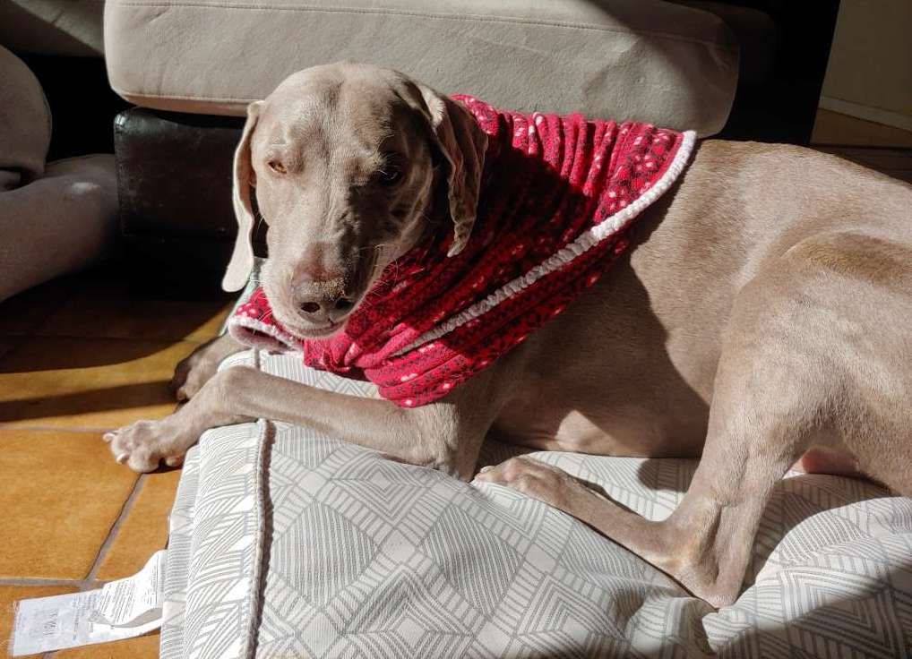 Dog weimaraner Christmas sweater mid-sneeze