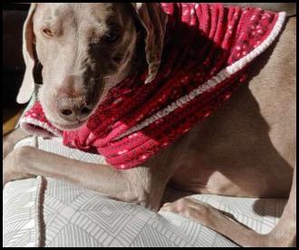 Dog weimaraner Christmas sweater mid-sneeze