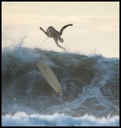 San Diego surf photo Blacks Beach